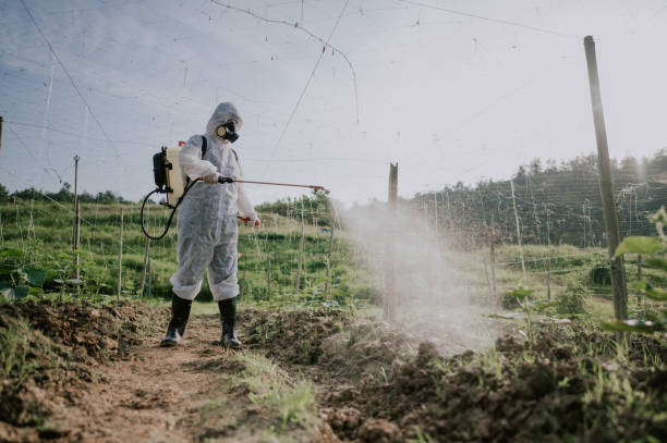 Reliable Berino, NM Pest Control Solutions